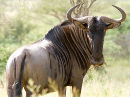 Blue Wildebeest