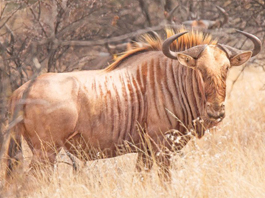 Wildebeest Golden