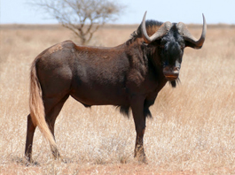 Wildebeest Black