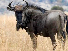 Blue Wildebeest Cow