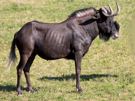 Wildebeest Black Cow