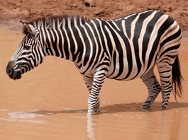 Zebra Burchells