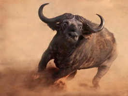 Cape Buffalo up to 42"