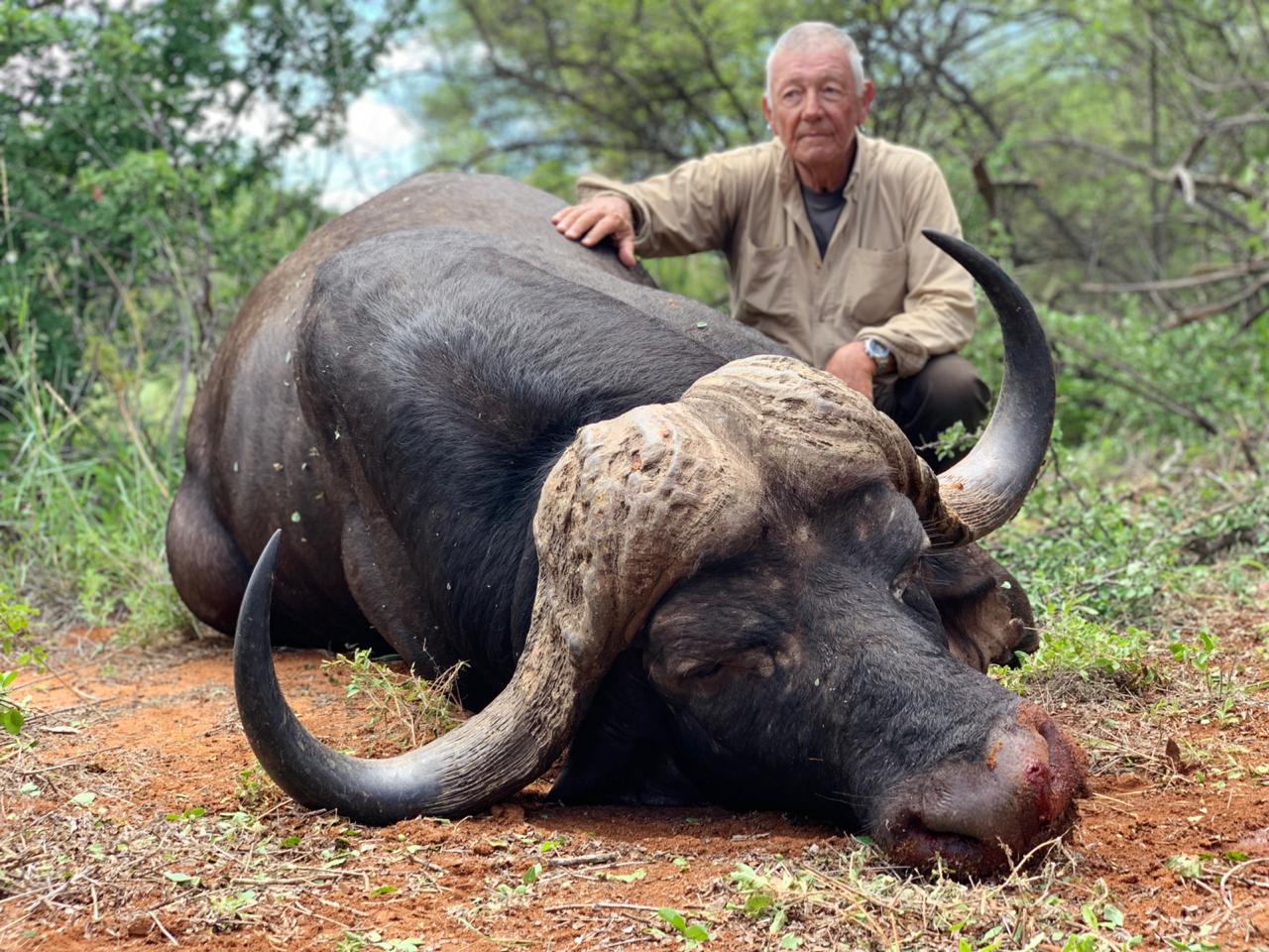Cape Buffalo 43" to 44" from