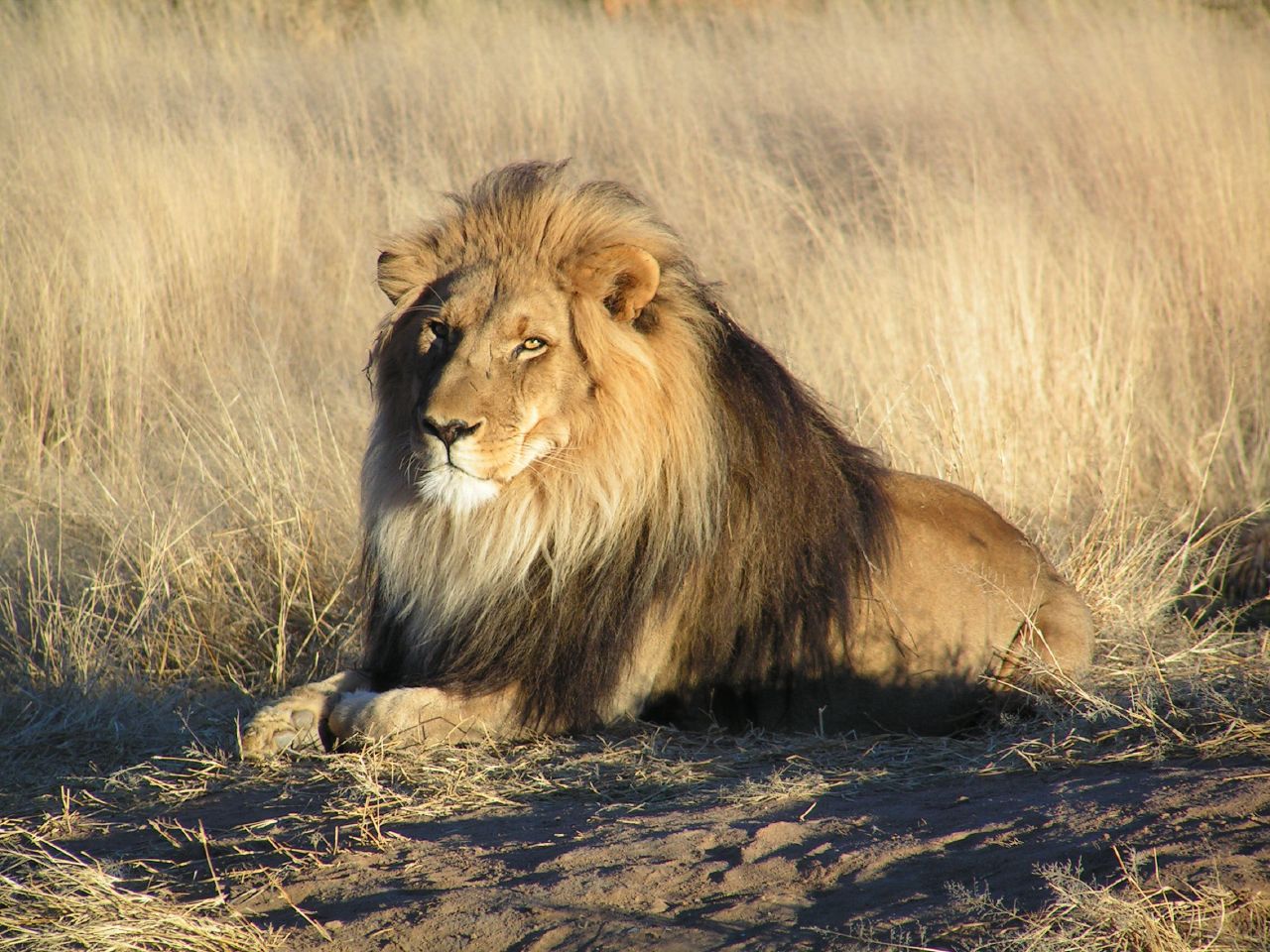 Lion Male