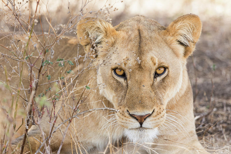 Lioness