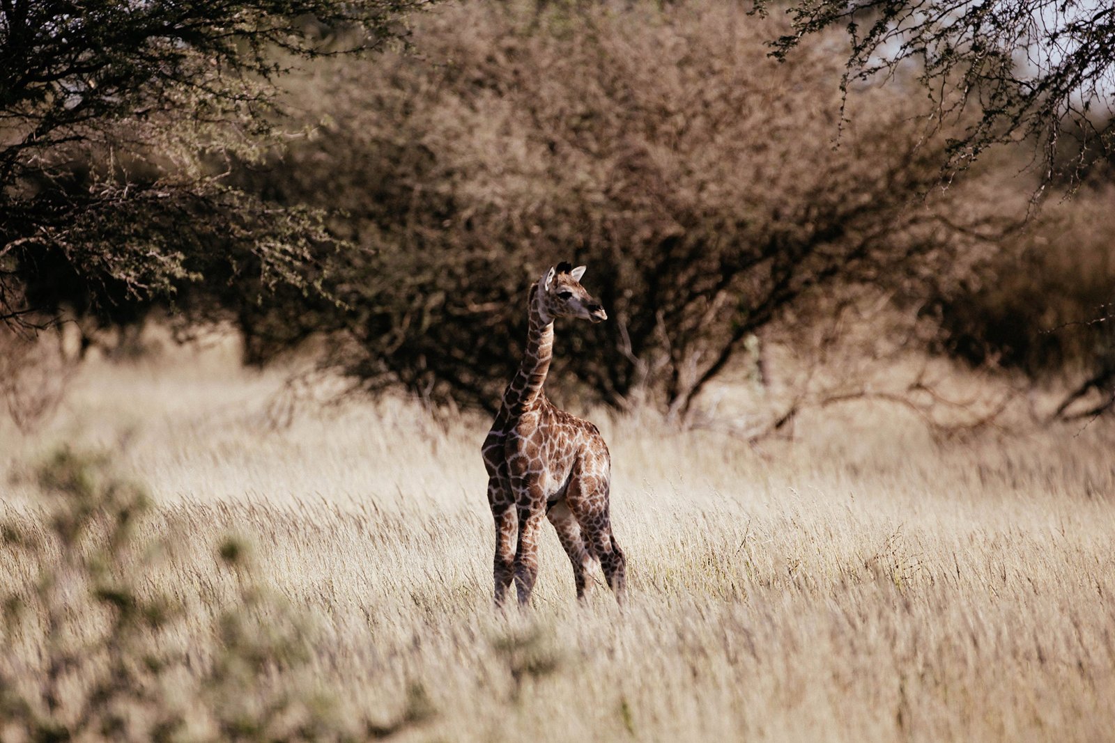 Wildlife photography in Namibia