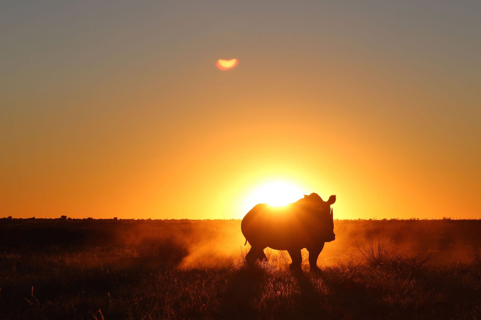 Rhino and open skies