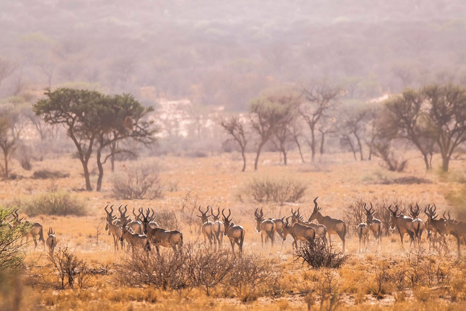 Wildlife in the central reserves