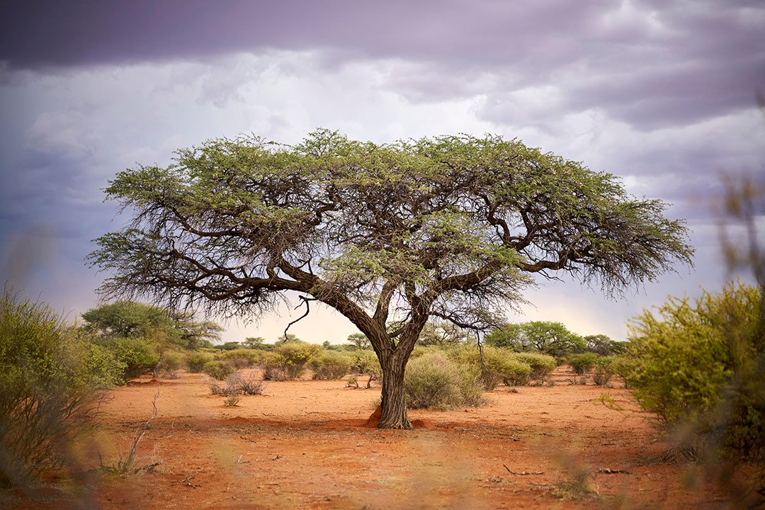 Camel-thorn tree in the Kalahari landscape