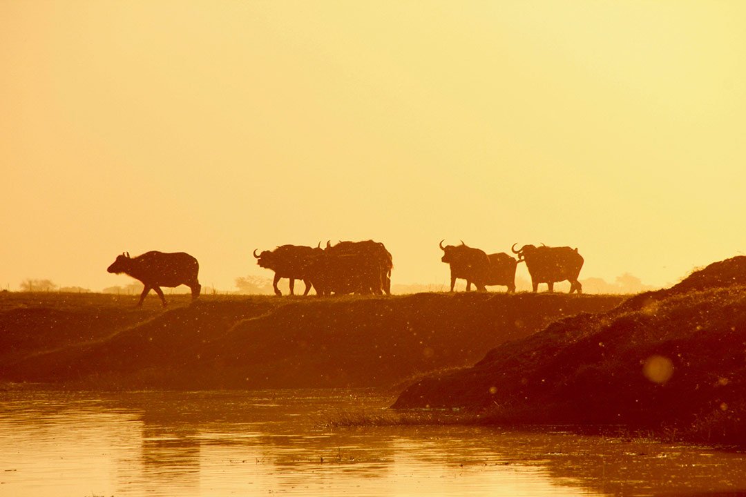 Zambezi safari country