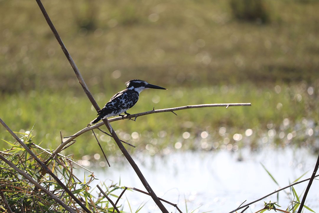 Exploring the Zambezi region